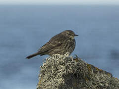 European Rock Pipit