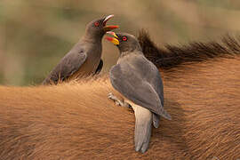 Yellow-billed Oxpecker