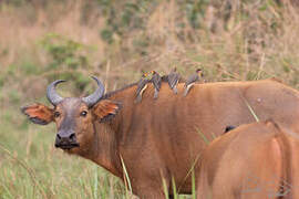 Yellow-billed Oxpecker