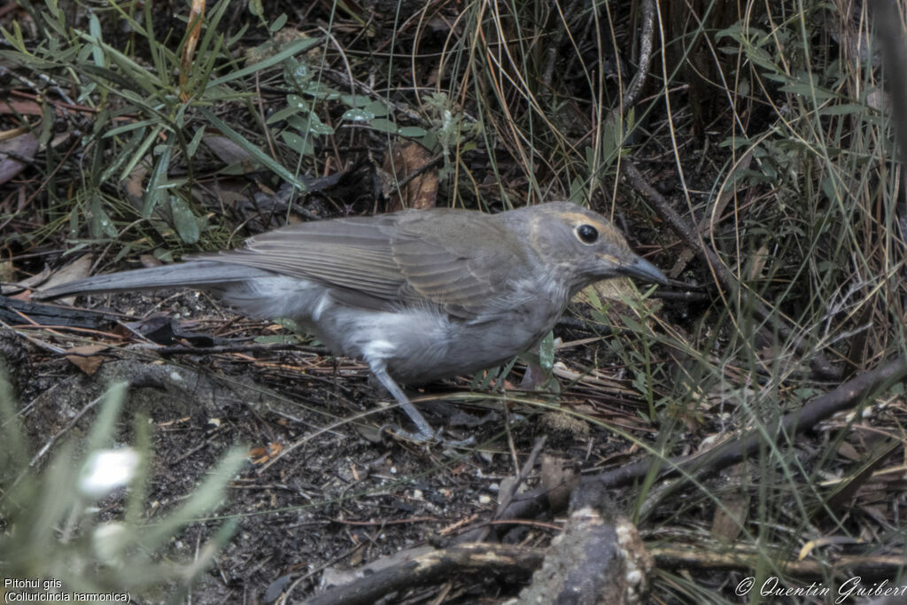 Pitohui grisjuvénile, identification