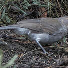 Pitohui gris