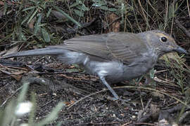 Grey Shrikethrush