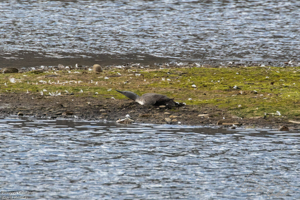 Plongeon catmarinadulte nuptial, identification, Nidification