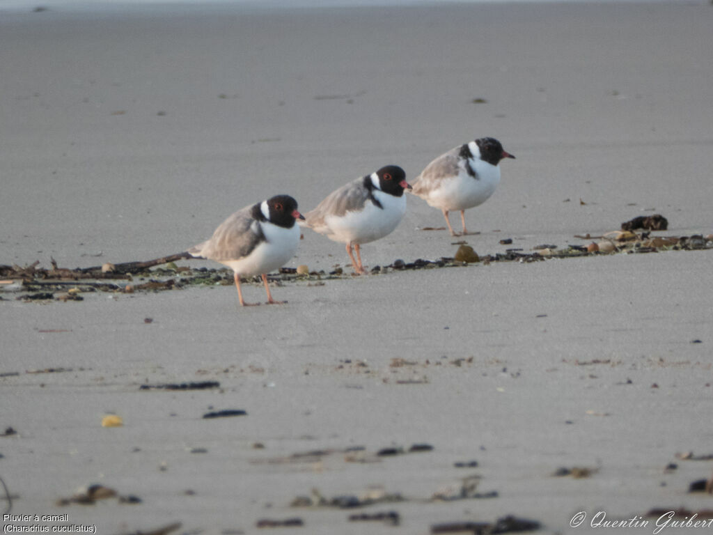 Hooded Plover