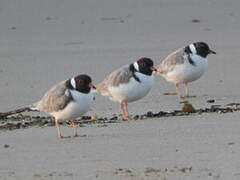 Hooded Plover