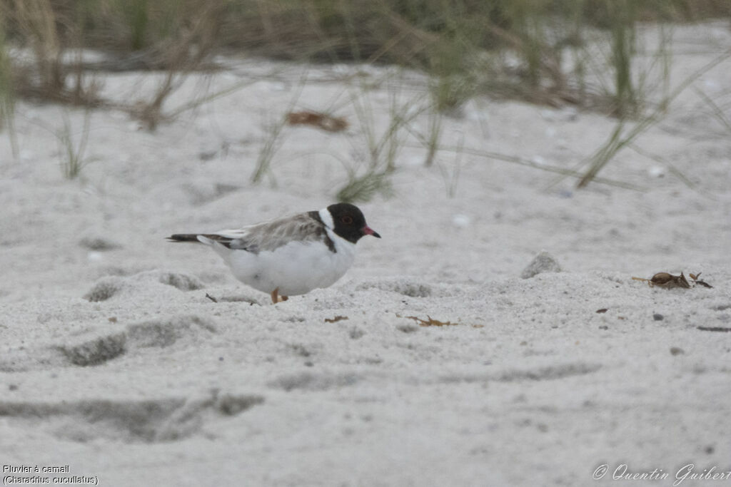 Hooded Ploveradult, identification, habitat