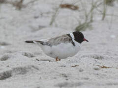 Hooded Dotterel