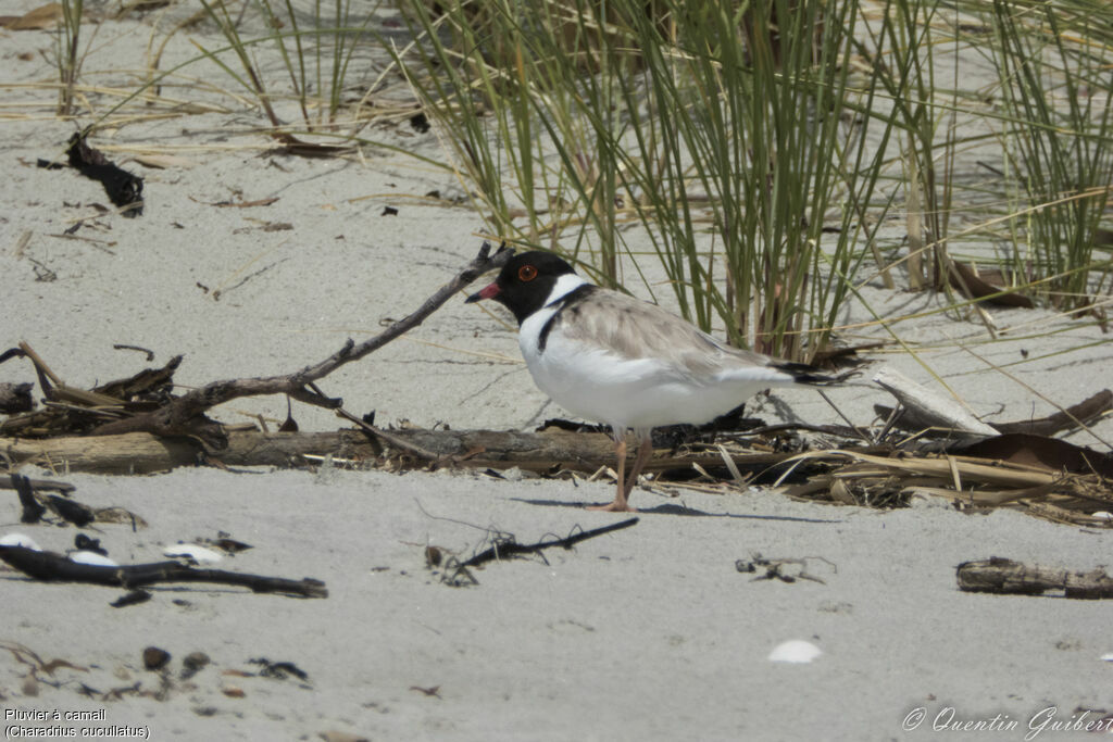 Hooded Ploveradult, identification, habitat