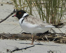 Hooded Plover