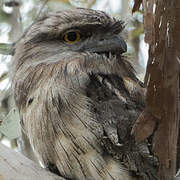 Tawny Frogmouth