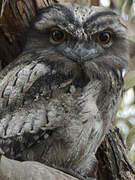 Tawny Frogmouth