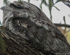 Tawny Frogmouth