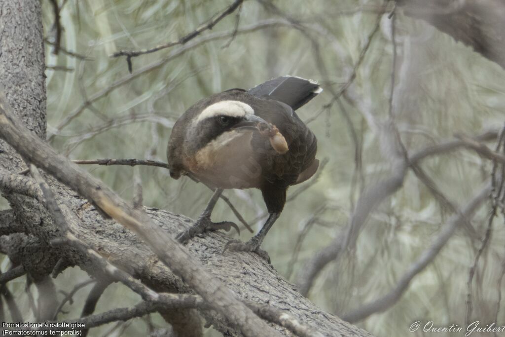 Grey-crowned Babbler, eats