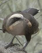 Grey-crowned Babbler