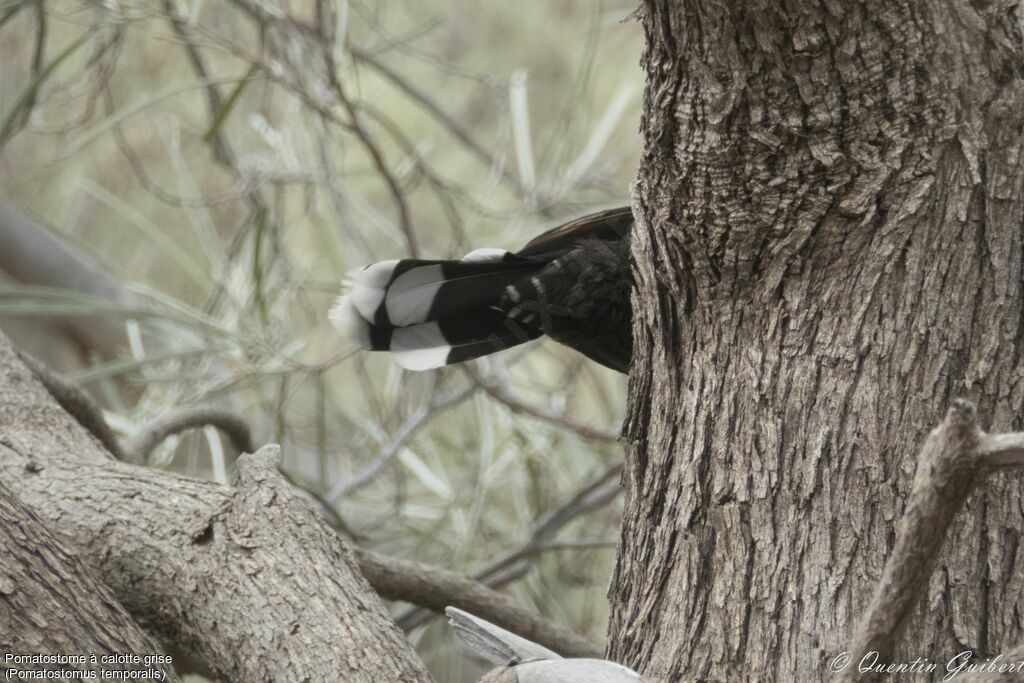 Grey-crowned Babbler