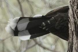 Grey-crowned Babbler
