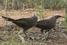 Grey-crowned Babbler