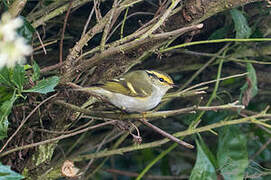 Pallas's Leaf Warbler