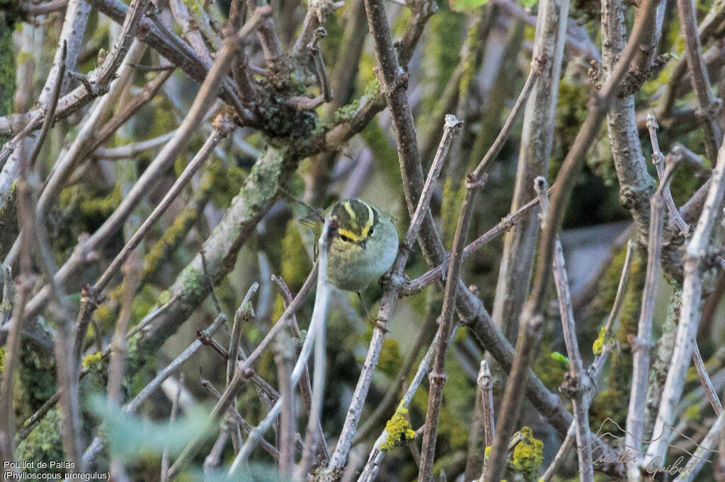 Pallas's Leaf Warbler