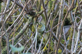 Pallas's Leaf Warbler