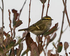 Pallas's Leaf Warbler