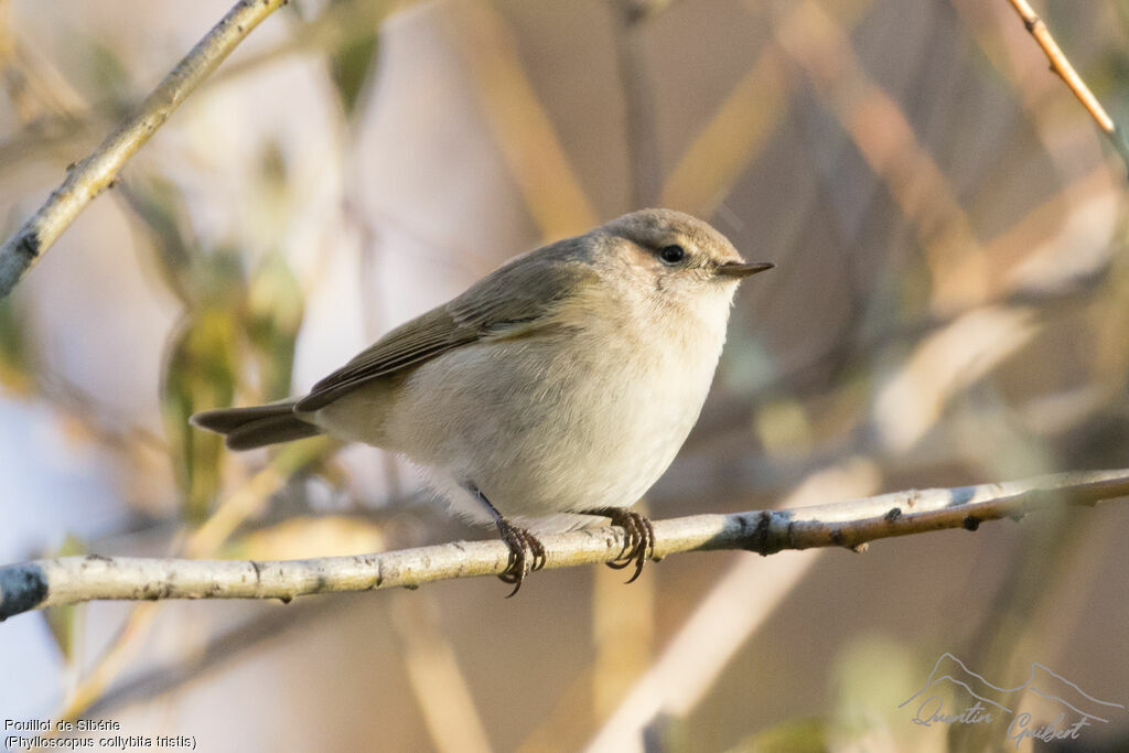 Common Chiffchaff (tristis)