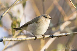 Common Chiffchaff (tristis)