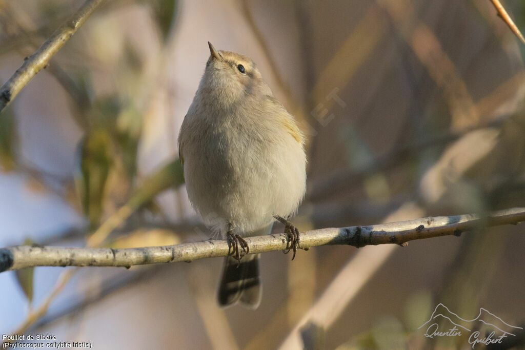 Common Chiffchaff (tristis)