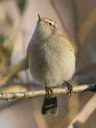 Common Chiffchaff (tristis)