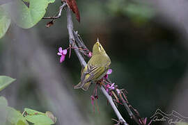 Wood Warbler