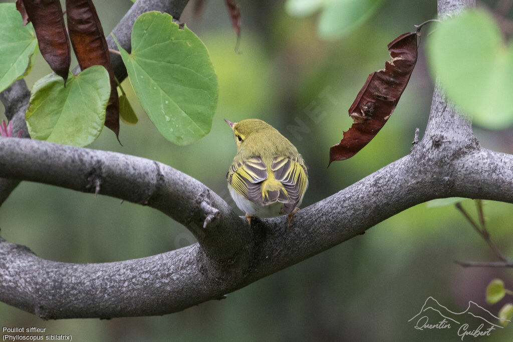 Wood Warbler