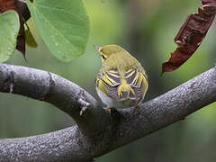 Wood Warbler