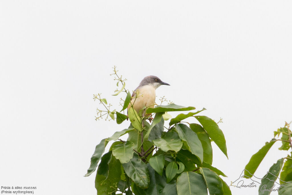 Red-winged Prinia