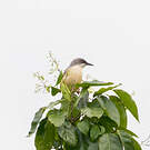 Prinia à ailes rousses