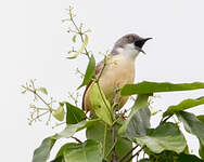 Prinia à ailes rousses