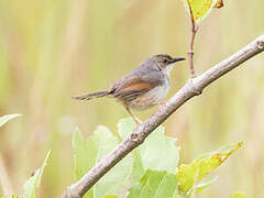 Tawny-flanked Prinia