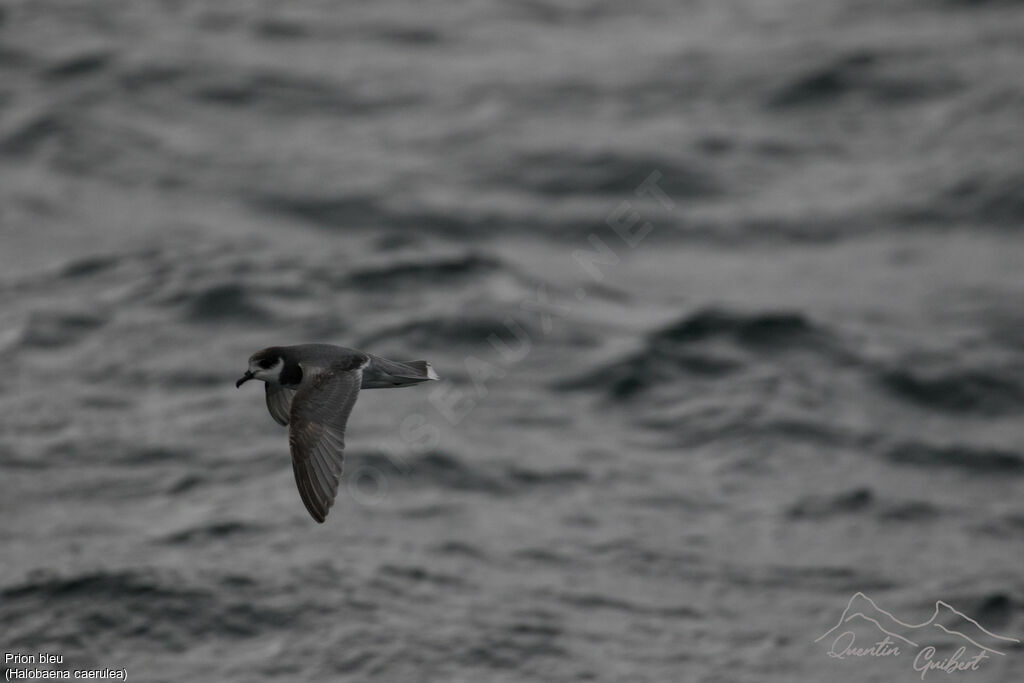 Blue Petreladult, Flight