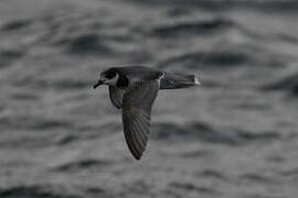 Blue Petrel