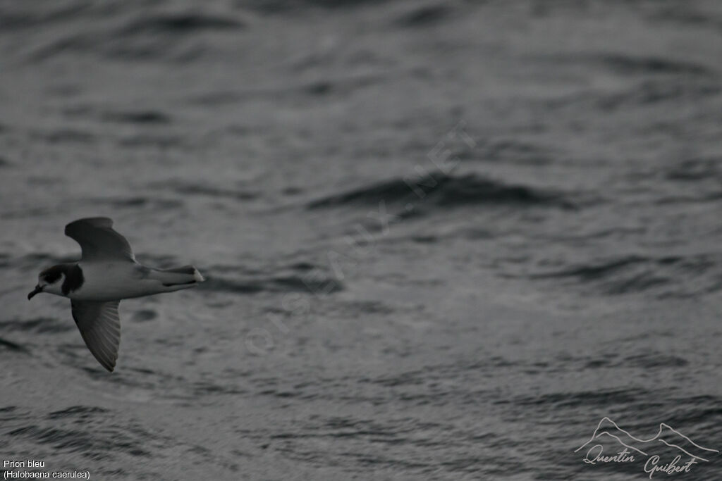 Blue Petreladult, Flight