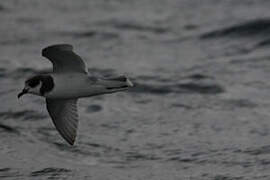 Blue Petrel