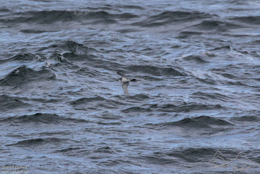 Slender-billed Prion, pigmentation, Flight