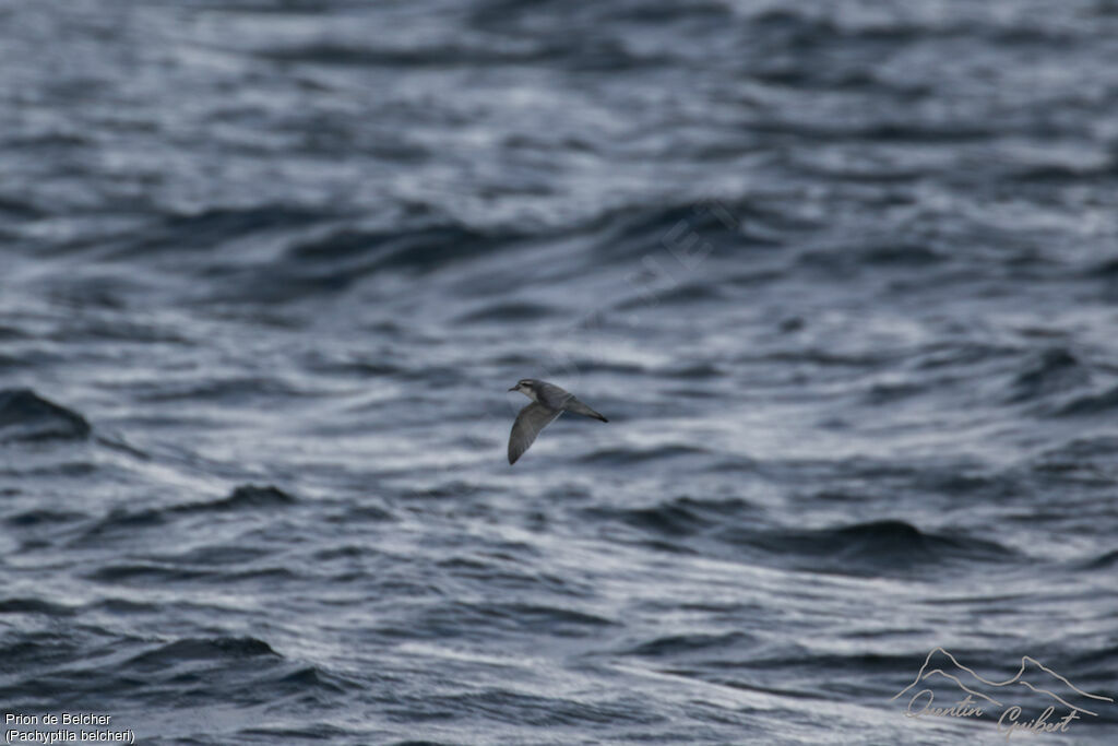 Slender-billed Prion