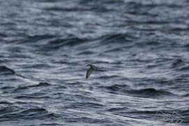 Slender-billed Prion