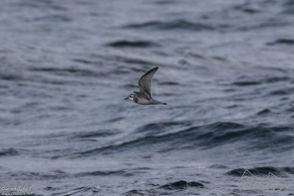 Slender-billed Prion, identification