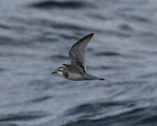 Slender-billed Prion