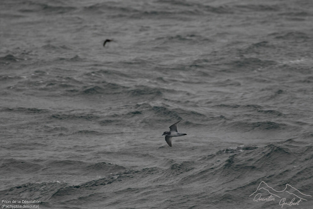 Antarctic Prion