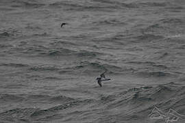 Antarctic Prion