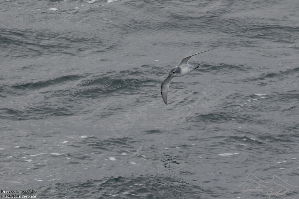 Antarctic Prion