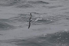 Antarctic Prion