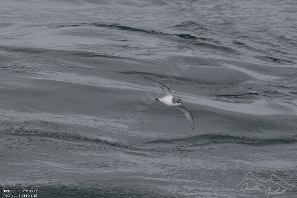 Antarctic Prion